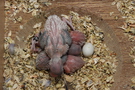 130329 --- Gruppbild av alla ungar